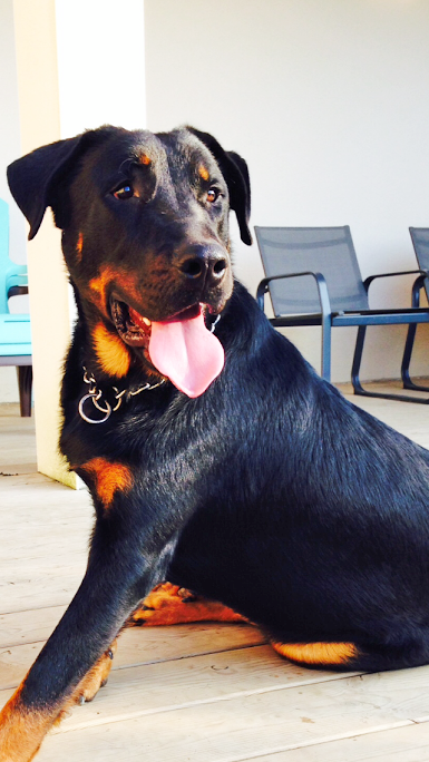 domainedelalicorne.fr Elevage de beauceron chiot beauceron pure race élevage du clos de la licorne elevage des gardiens de la licorne elevage beauceron noir et feu authentique gros gabarits élevage de Beauceron familial sérieux et qualité domainedelalicorne.fr suivi des chiots conseil d’éducation chiot propre bas rouge santé caractère spécialiste du beauceron noir et feu ou arlequin chien rustique berger de France  nos chiots sont élevés avec amour et attention notre passion au service de la qualité Beauceron de qualité et sportif domaine de la licorne 04380 BARRAS élevage en liberté éleveur berger de beauce élevage de beauceron de travail 